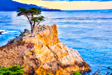 Lone Cypress