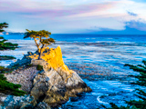 Lone Cypress