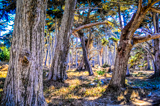 17-mile Drive