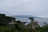 Lone Cypress