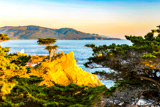 Lone Cypress