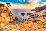 Lone Cypress