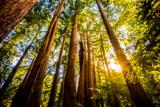 Photos/Images de Pfeiffer Big Sur State Park