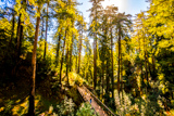 Pfeiffer Falls Trail