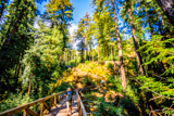 Pfeiffer Falls Trail