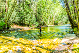 Photos/Images de Pfeiffer Big Sur State Park