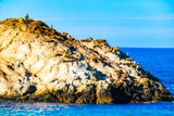 Bird Island