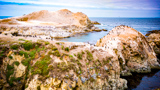 Bird Island