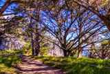 Cypress Grove Trail