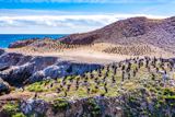 Bird Island
