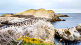 Bird Island