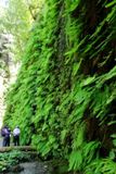 Fern Canyon