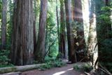Redwood National & State Parks