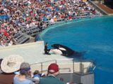 Sea World