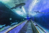 Aquarium of the Bay