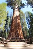 General Sherman Tree