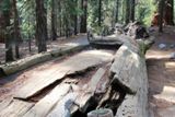 Sequoia Tunnel