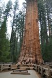 General Sherman Tree