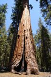 Sequoia g&eacute;ant, Mariposa Grove