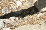 Un serpent sur Yosemite Fall Trail