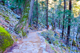 Mist Trail