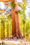 Grizzly Giant
