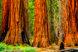 Mariposa Grove