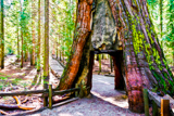 California Tunnel Tree