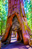 California Tunnel Tree