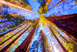 Mariposa Grove