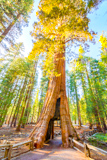 California Tunnel Tree