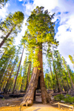 California Tunnel Tree