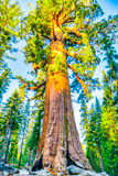 Grizzly Giant