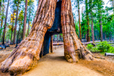 California Tunnel Tree