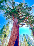 Grizzly Giant