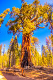 Grizzly Giant