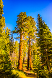 Clothespin Tree