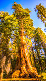 Mariposa Grove