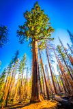Galen Clark Tree