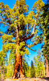 Grizzly Giant
