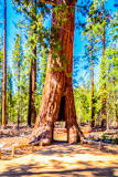California Tunnel Tree