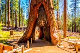 California Tunnel Tree