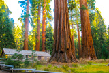 Mariposa Grove Cabin