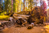 Fallen Wawona Tunnel Tree