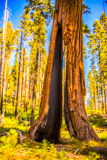 Clothespin Tree