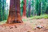 Tuolumne Grove
