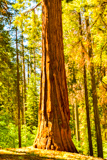 Tuolumne Grove