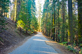 Tuolumne Grove