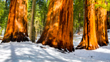 Merced Grove