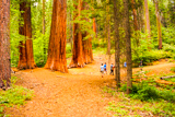 Merced Grove